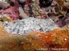 Sebadoris_nubilosa-phbo015