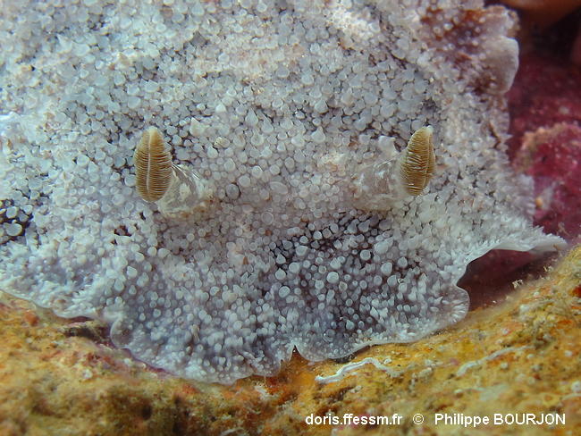 Sebadoris_nubilosa-phbo030