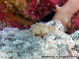 Sebadoris_nubilosa-phbo040