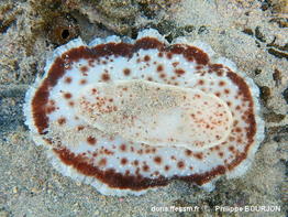 Sebadoris_nubilosa-phbo050