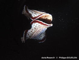 Sebadoris_nubilosa-phbo080