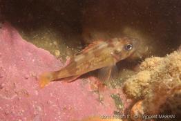 sebaste_fasciatus_vm00022