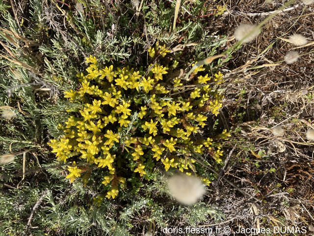 sedum_acre-jd01