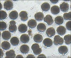 sabellaria-alveolata-15