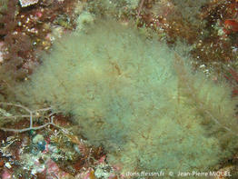 seirospora_giraudyi-jpm2