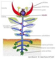 sepales_glossaire-aps1