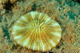 cycloseris_costulata-vl1