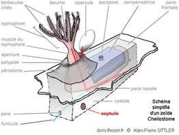 septule_glossaire-sittler01