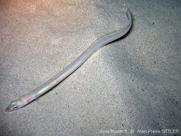 ariosoma_balearicum-8