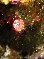 serpula_vermicularis-slb95