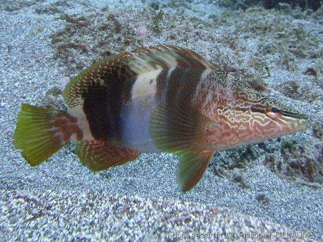 serranus_papilionaceus__tenerife-pg7