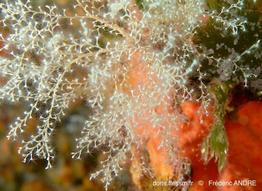 sertularella_crassicaulis-fa38