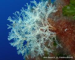 sertularella_crassicaulis-fa8
