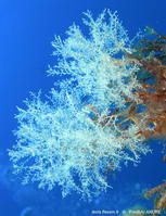 sertularella_crassicaulis-fa9