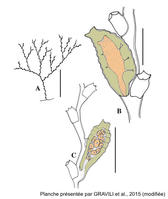 sertularella_crassicaulis-gravili-et-al-2015