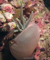 mithraculus_cinctimanus_ap2