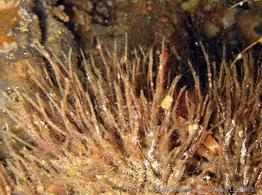 phyllochaetopterus_sp-slb1