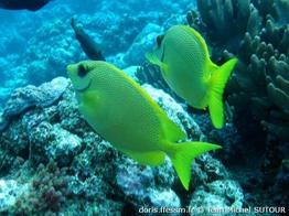 siganus-corallinus_jms2