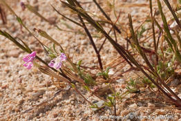 silene_sericea-vl1