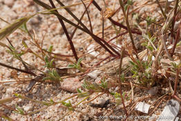 silene_sericea-vl2