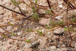silene_sericea-vl3