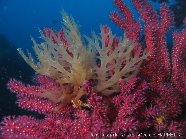 Algue branchue cartilagineuse