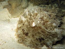 dolabella_auricularia-slb8