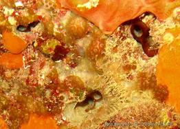 lithophaga_lithophaga-fa5