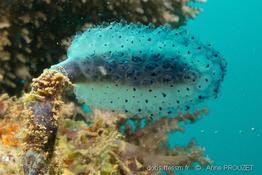 eudistoma_sp_ap-2