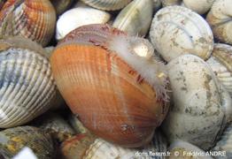 laevicardium_crassum-fa69