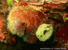 microcosmus_polymorphus-fa2c