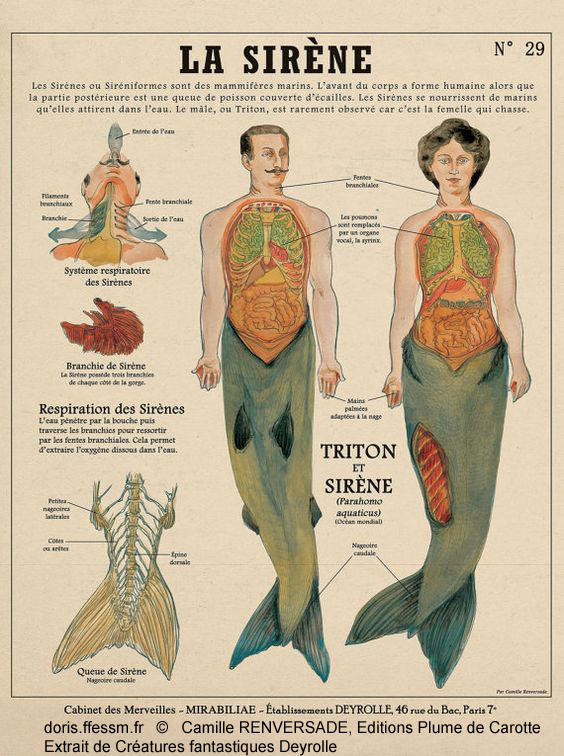 Sirènes et des Tritons