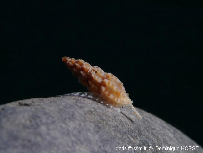 Smithiella_costulata-010doho