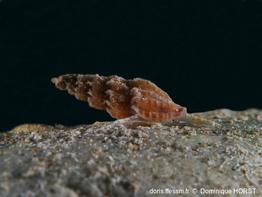 Smithiella_costulata-020doho