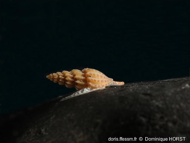 Smithiella_costulata-040doho