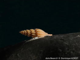 Smithiella_costulata-040doho