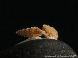 Smithiella_costulata-050doho