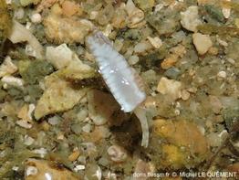 Smithiella_costulata-050milq