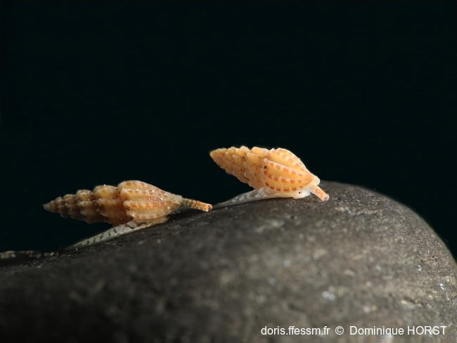 Smithiella_costulata-070doho