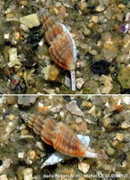 Smithiella_costulata-090milq