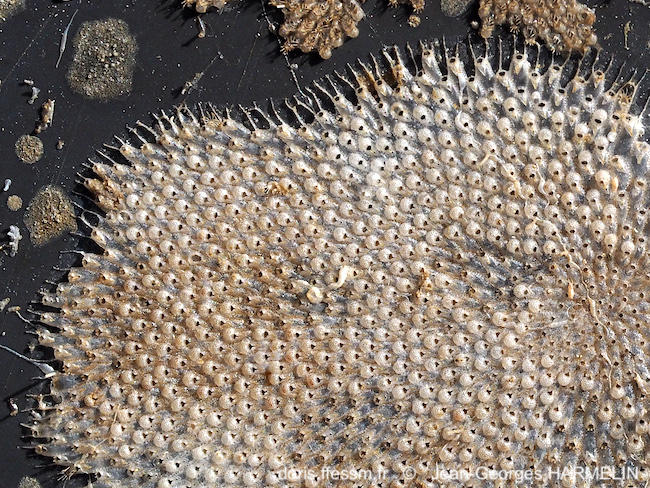 Smittoidea_ophidiana-jg-Harmelin1