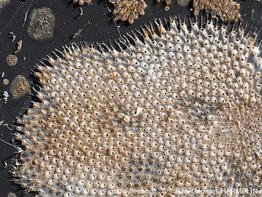 Smittoidea_ophidiana-jg-Harmelin1