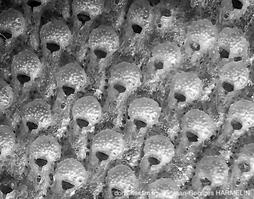 Smittoidea_ophidiana-jg-Harmelin2-meb