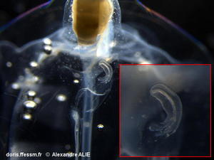 Soestia_zonaria-alal040