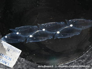 Soestia_zonaria-alds012