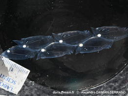 Soestia_zonaria-alds012