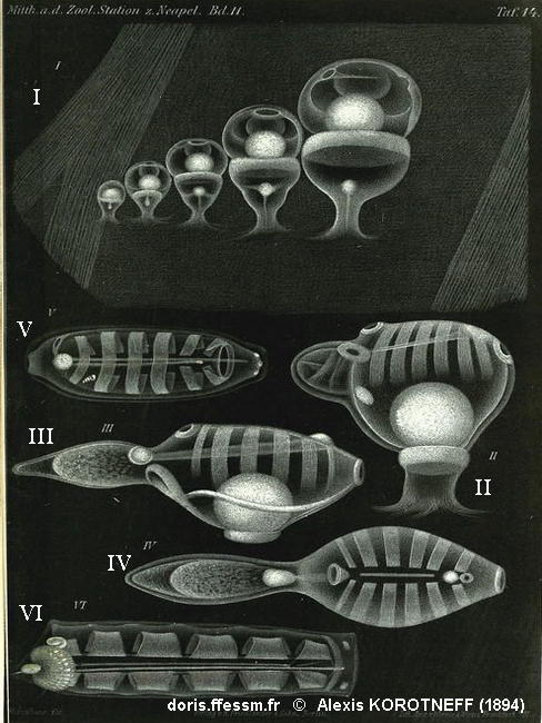 Soestia_zonaria-koro1894