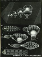 Soestia_zonaria-koro1894
