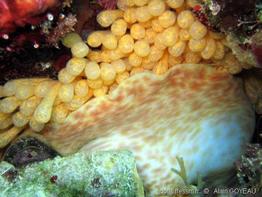 charonia_variegata-6