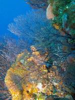 solanderia_gracilis_ap4